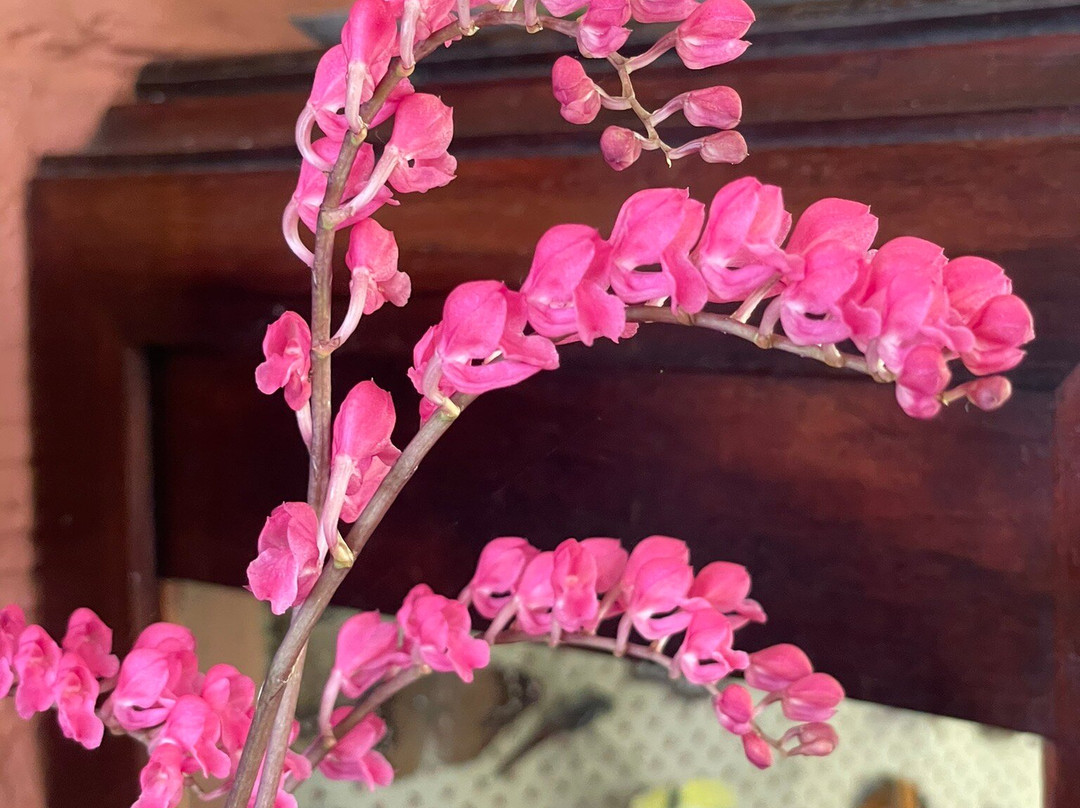 Orchids & Birds Finca Romelia-Manizales必去景点