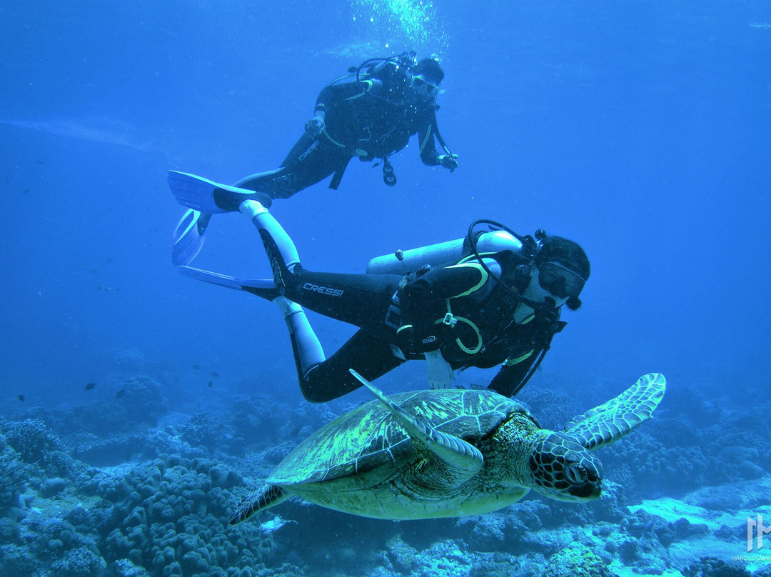 哈罗德潜水中心