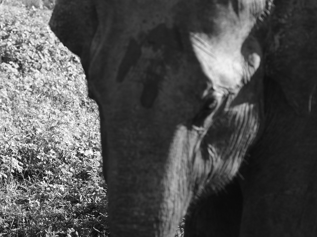 Explore Lanka Tours By Sahan-佩拉德尼亚必去景点