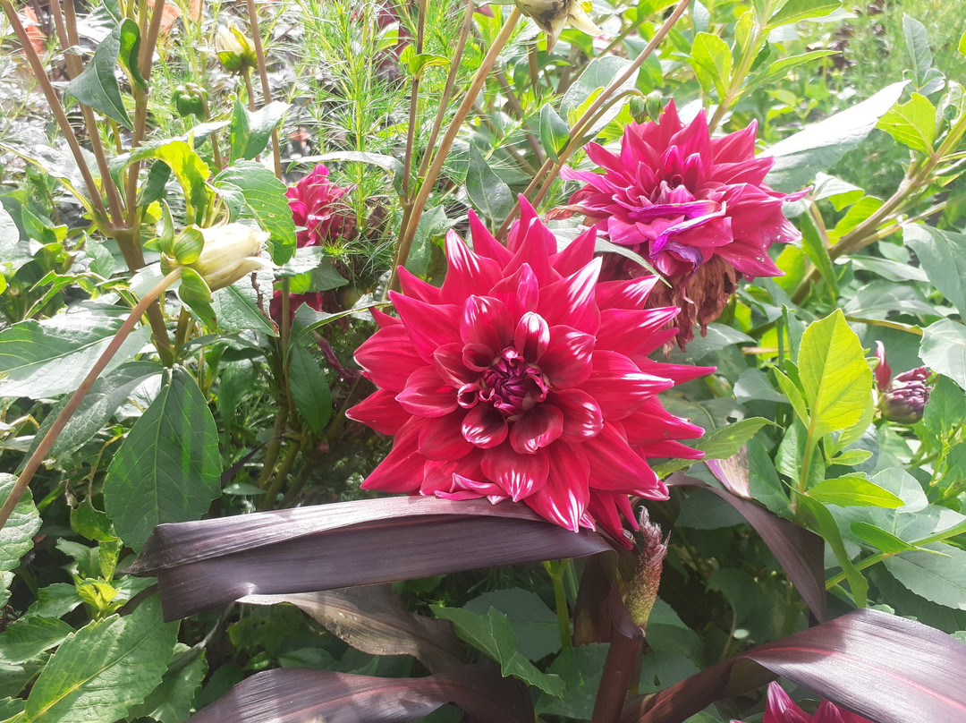 Botanischer Garten景点图片