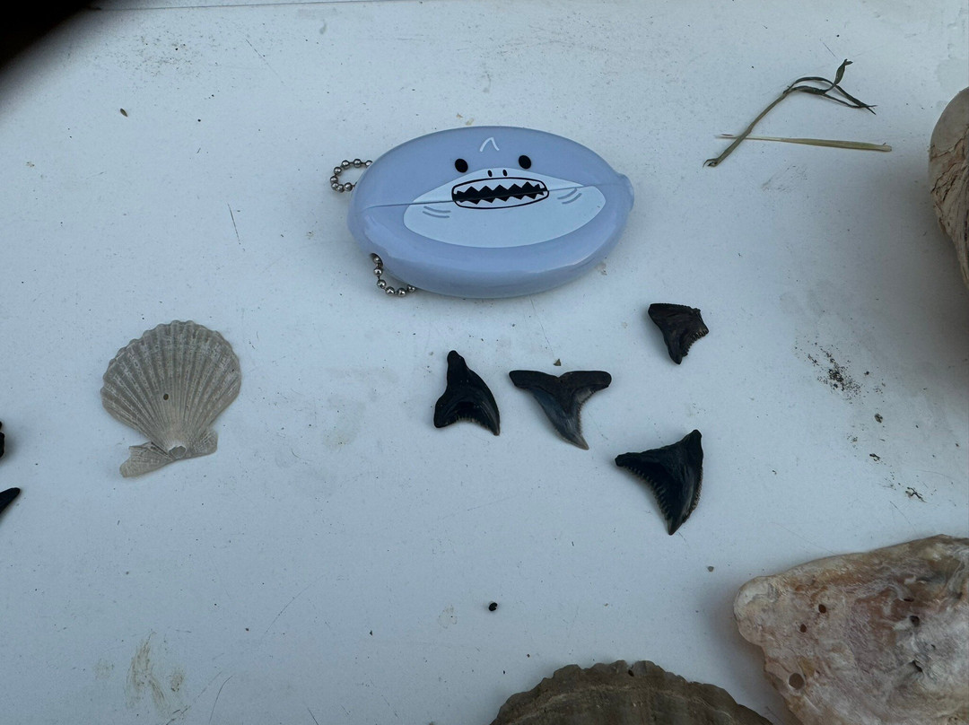 Megalodon Adventures景点图片
