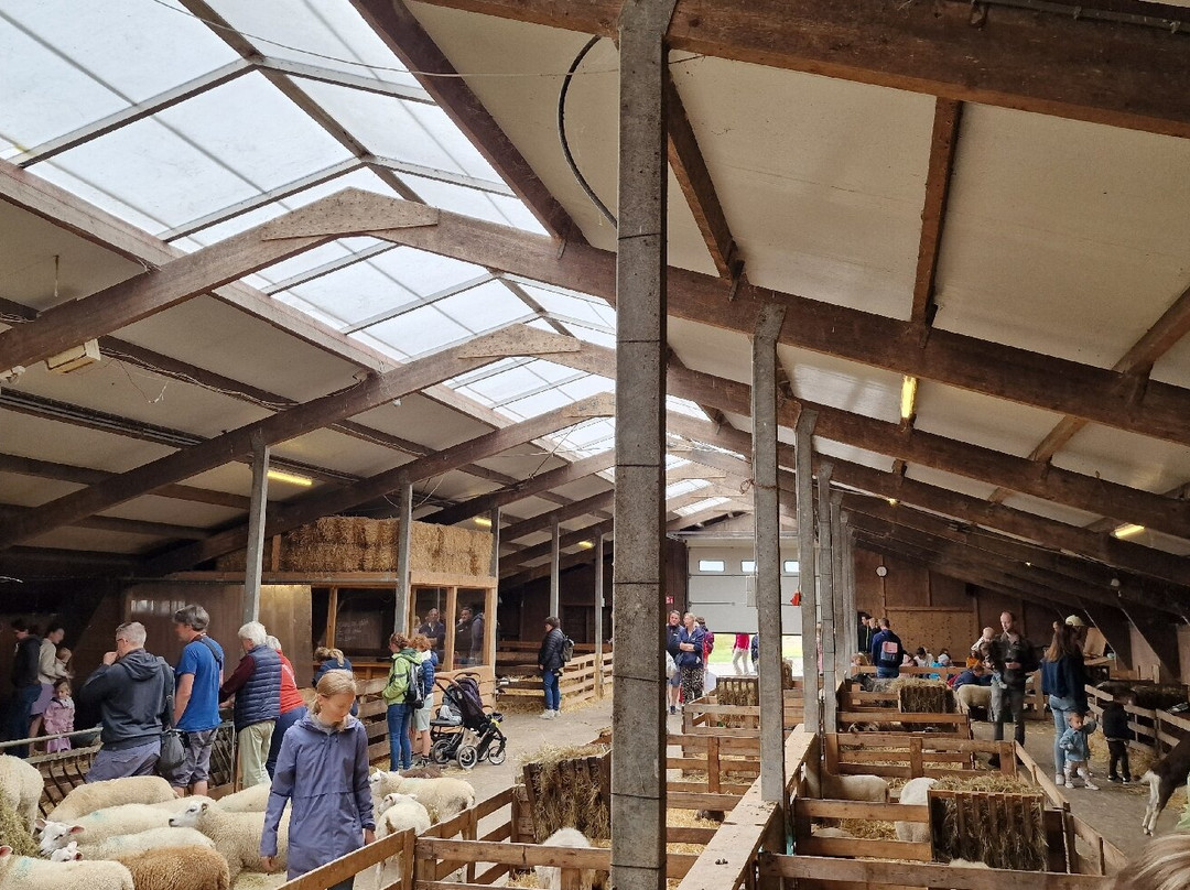 Schapenboerderij Texel-特塞尔必去景点