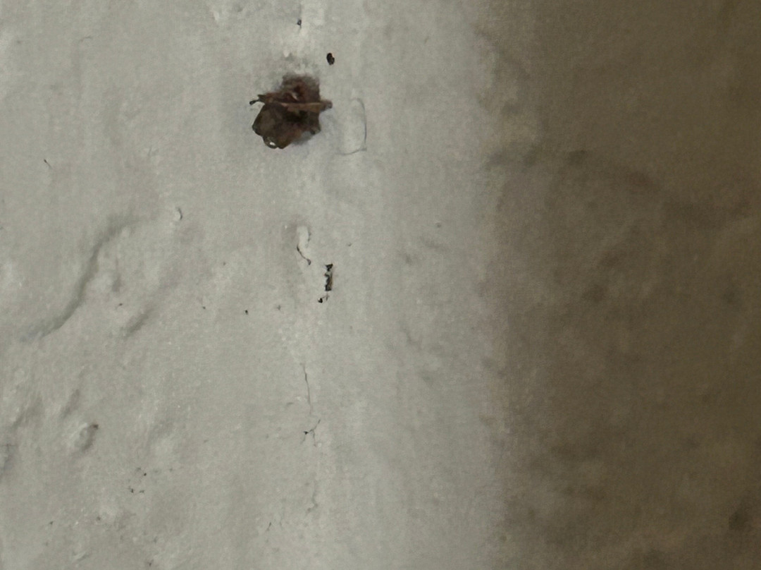 SureStay Plus By Best Western Roanoke Rapids I 95主图