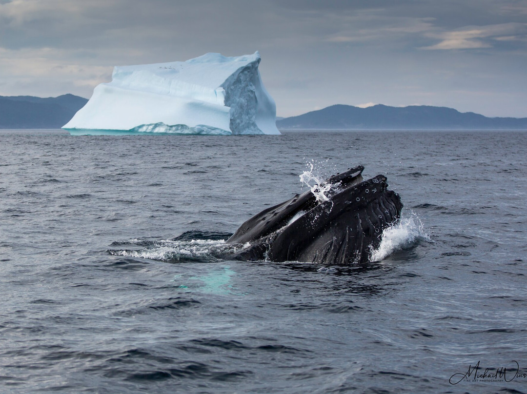 Newfoundland Photo Tours-圣约翰必去景点