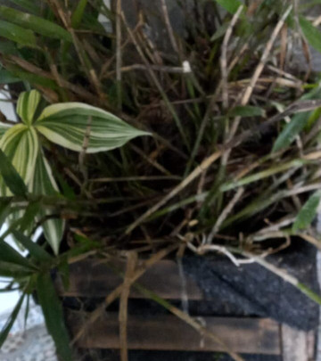 Charco Corazon主图