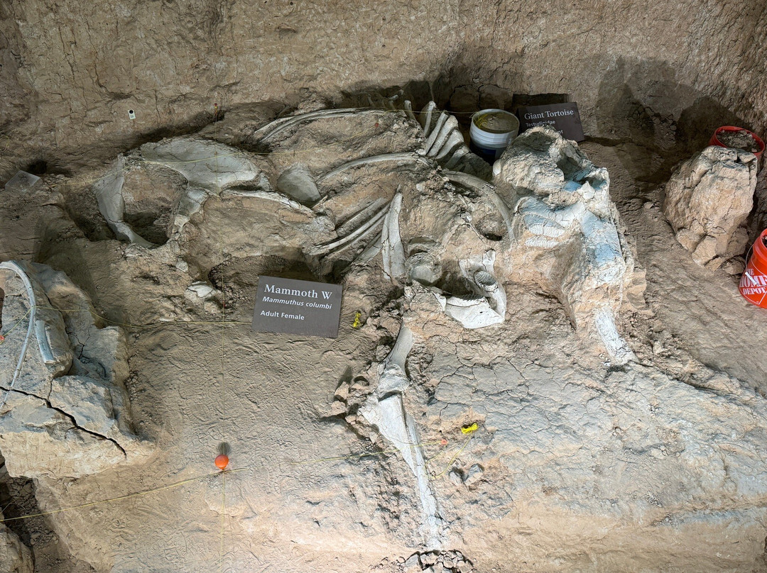 Waco Mammoth National Monument-韦科必去景点