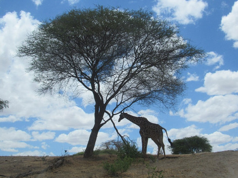 Lwt safaris-莫西必去景点