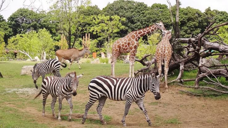 Phezulu Safari Park景点图片