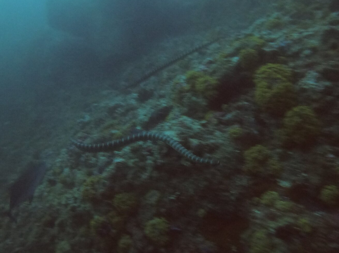 Wild Scuba Indonesia景点图片