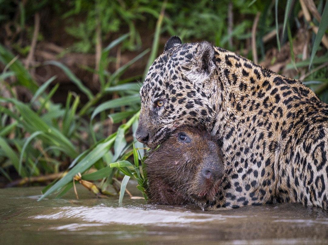 Wild Jaguar Safaris景点图片