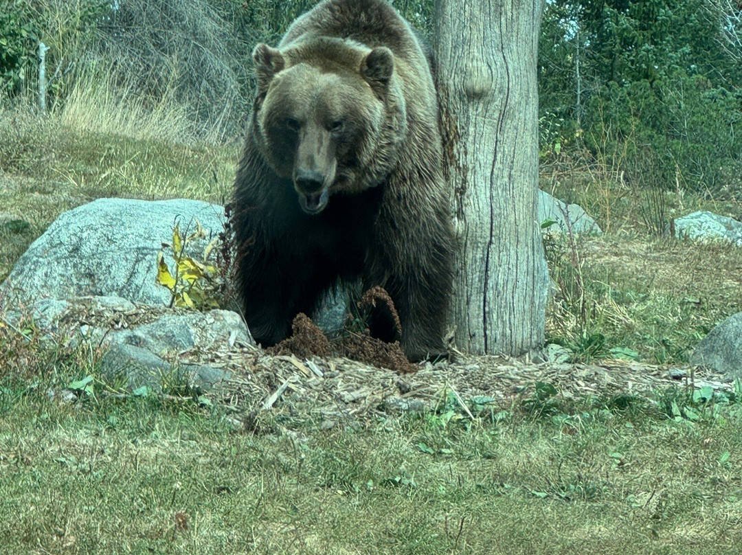 Minnesota Zoo-Apple Valley必去景点
