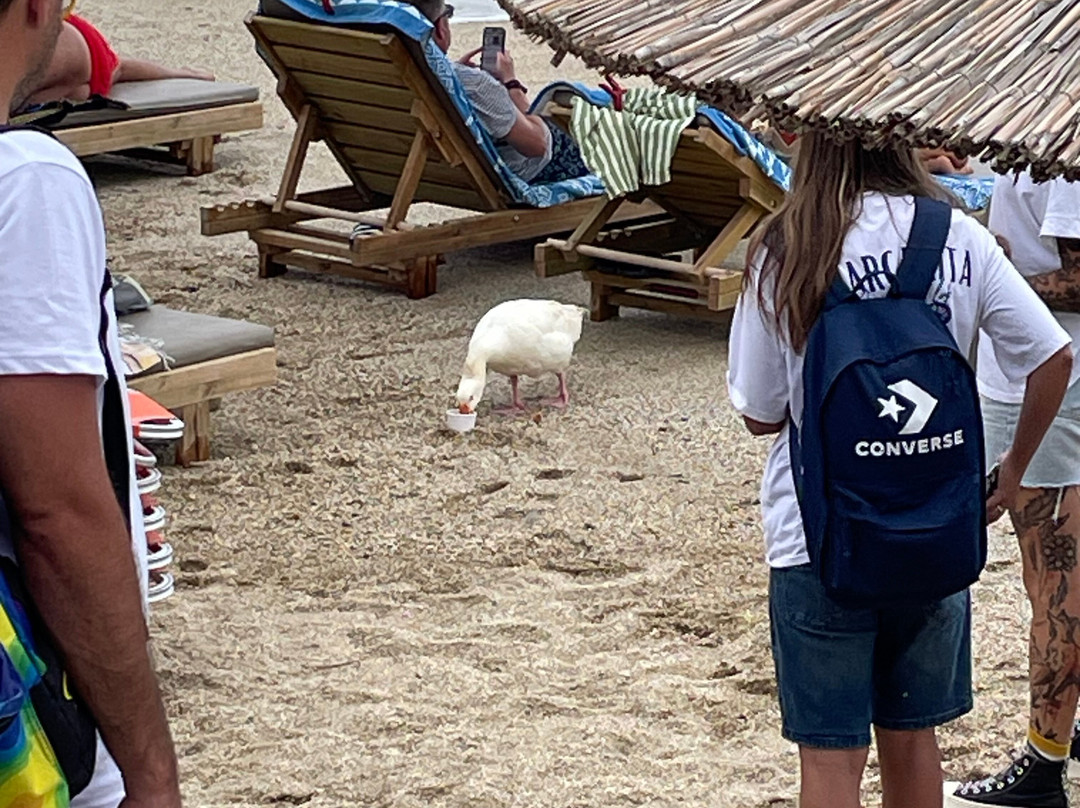 佩拉加港酒店主图