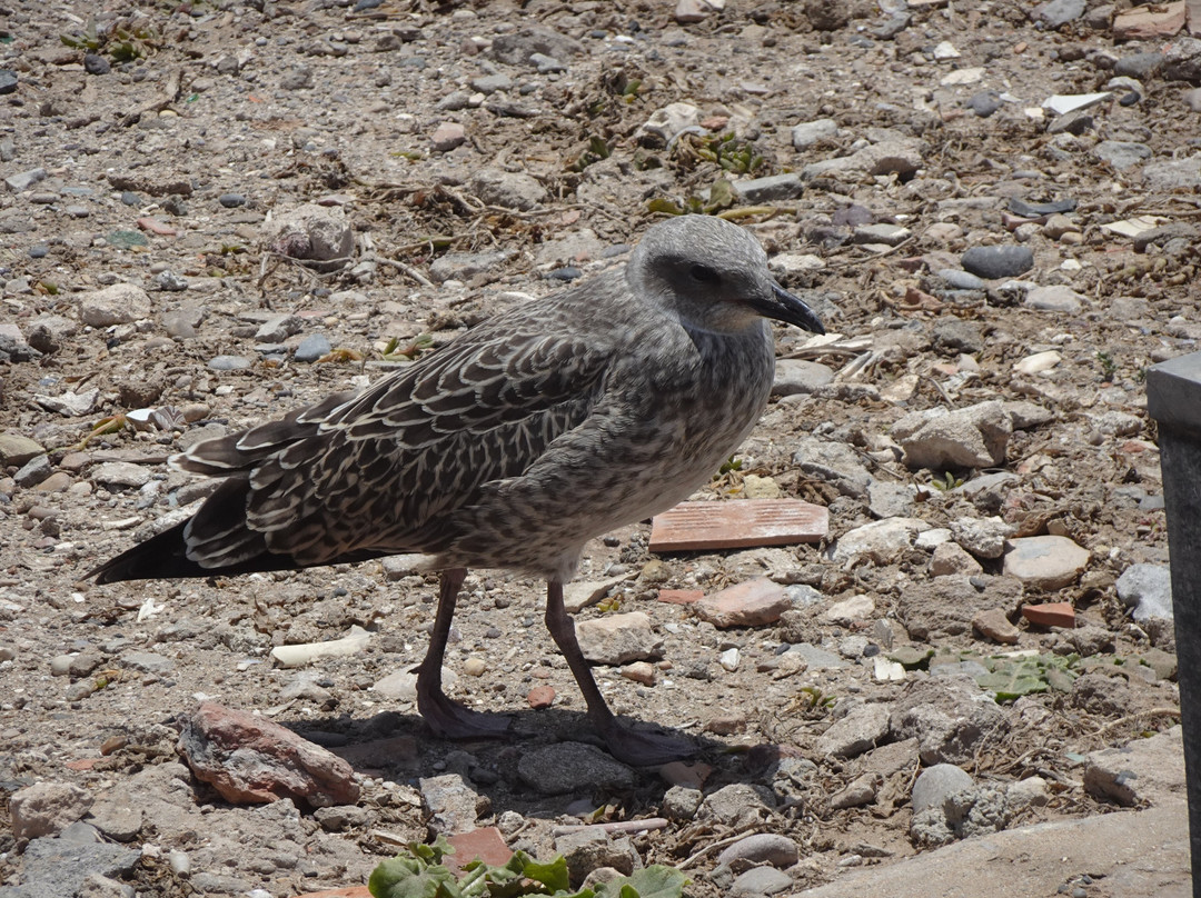 Mogador Christian Cemetery-索维拉必去景点