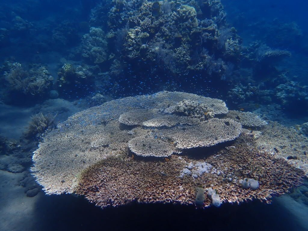 Jellyfish Divers Village-沙努尔必去景点