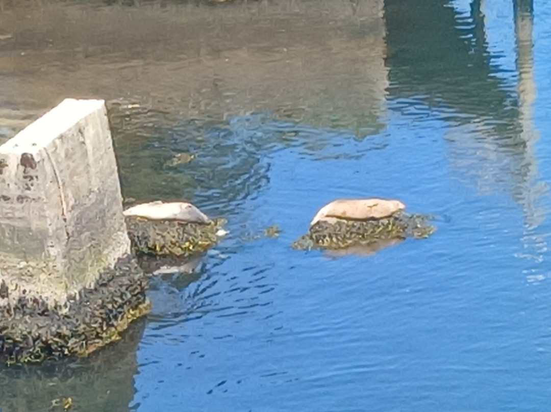 World's Smallest Harbour-Depoe Bay必去景点