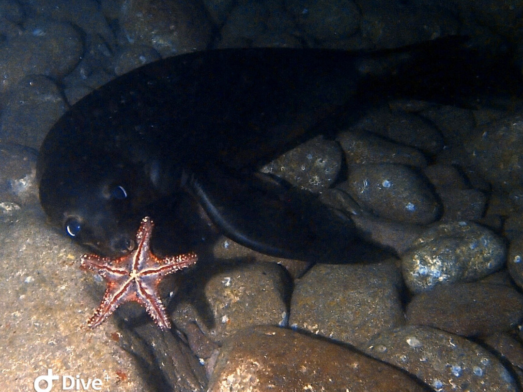 The Dive Gurus-拉巴斯必去景点