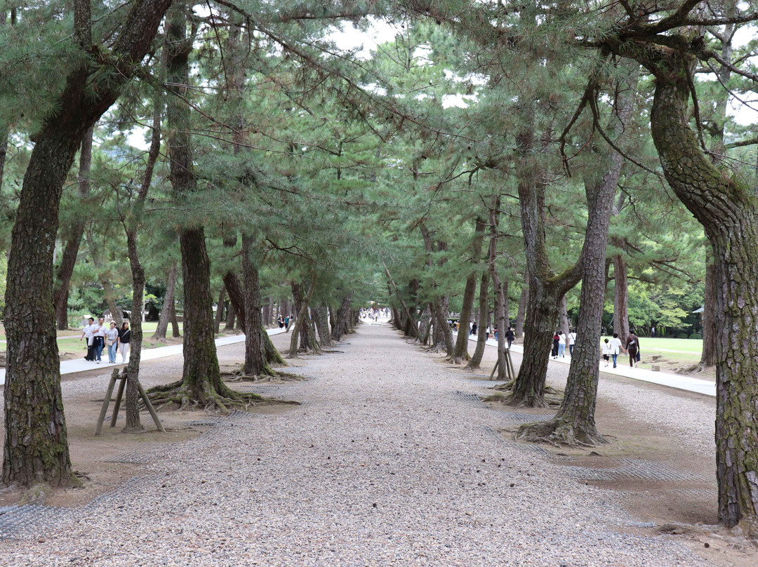 Pine Entrance Path-出云市必去景点