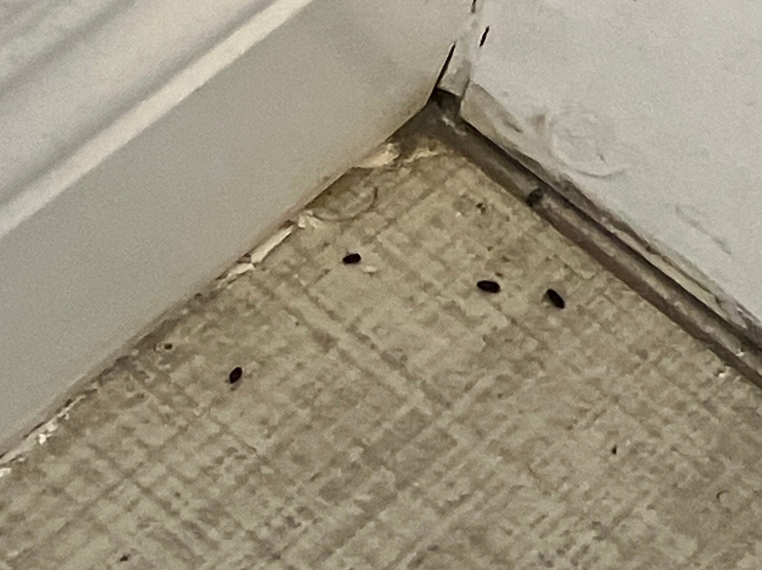 Apple Tree Inn主图