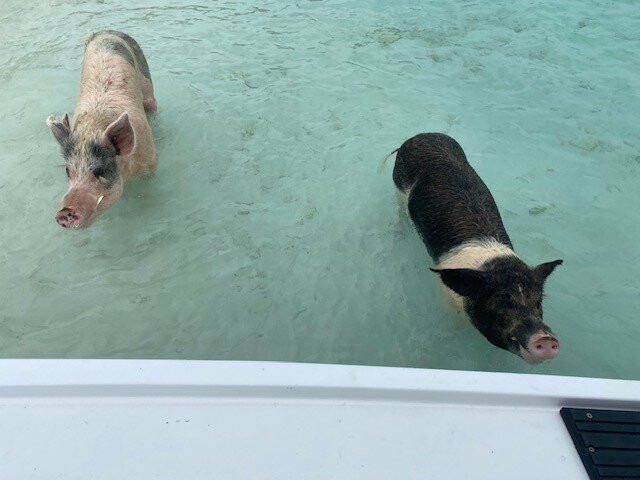 Pig Beach-大埃克苏马必去景点