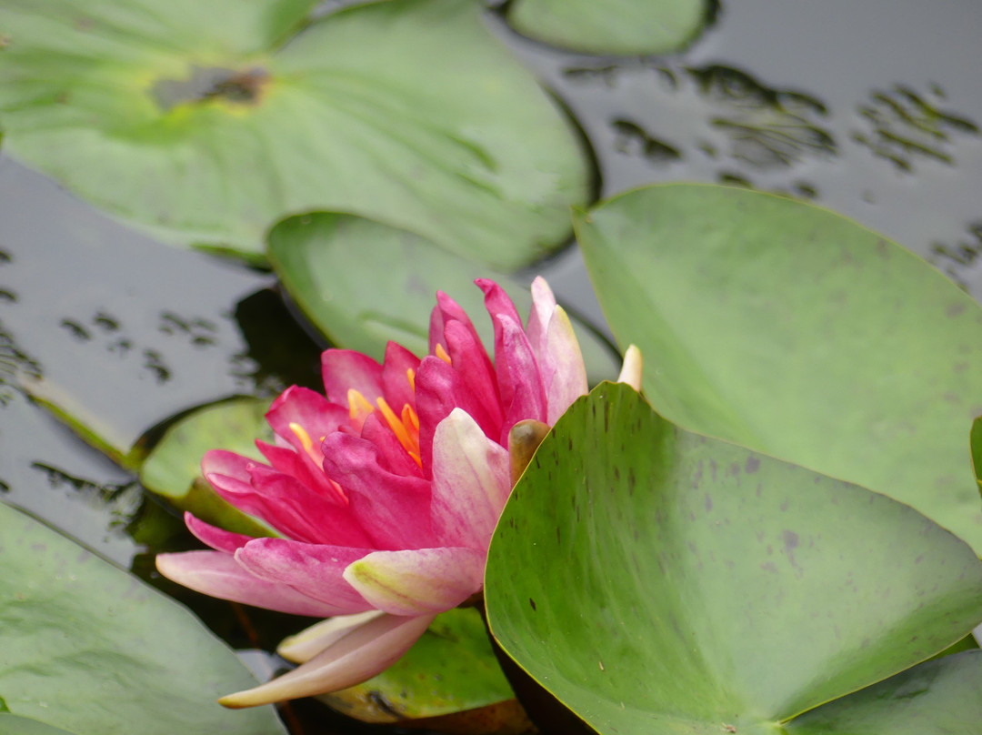 Wallis Creek Watergarden景点图片