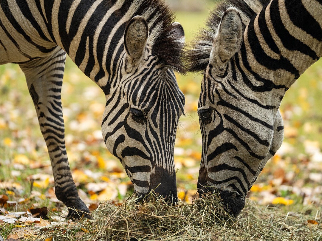 Saskatoon Forestry Farm Park & Zoo