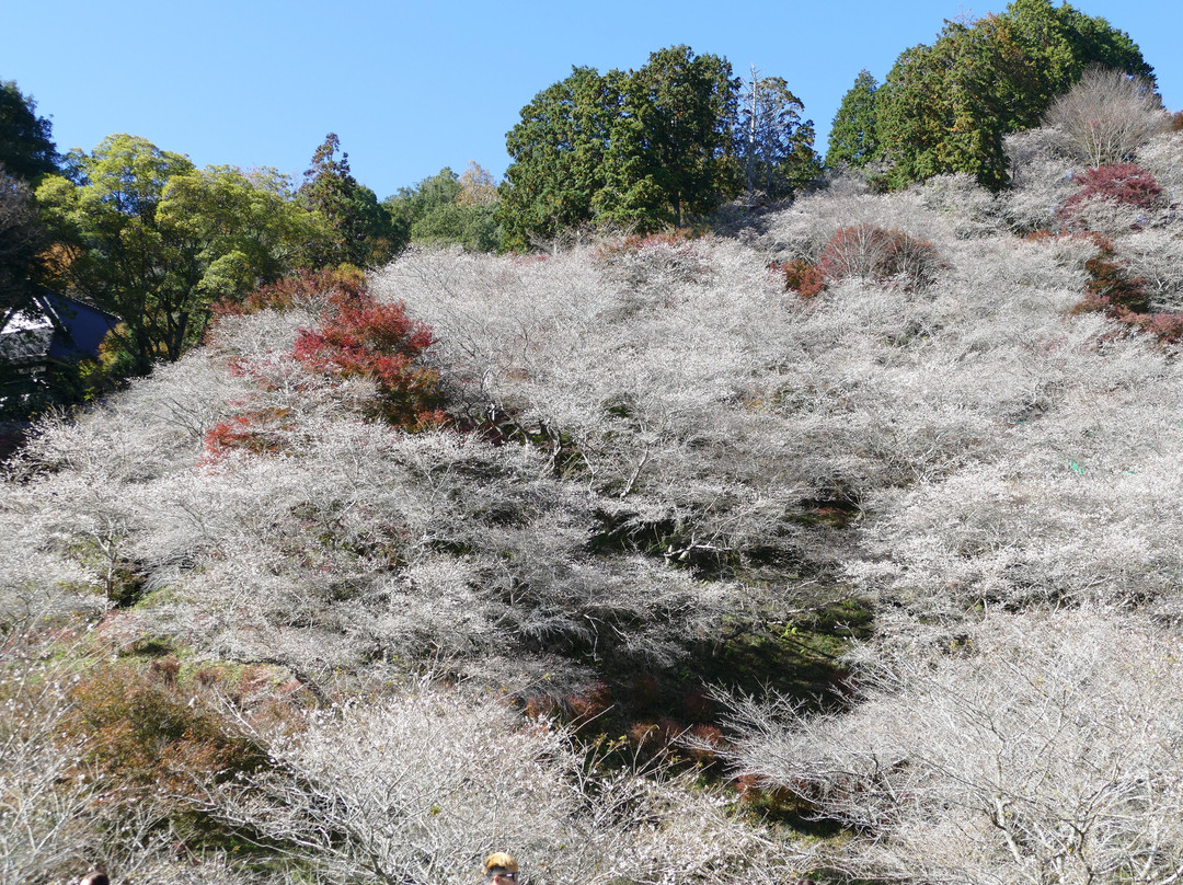 Obara Fureai Park / Shikizakura-丰田市必去景点