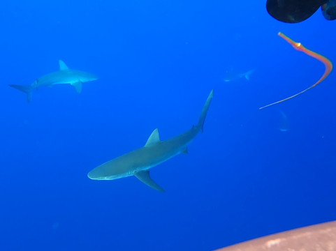 Haleiwa Shark Tours-哈雷瓦必去景点