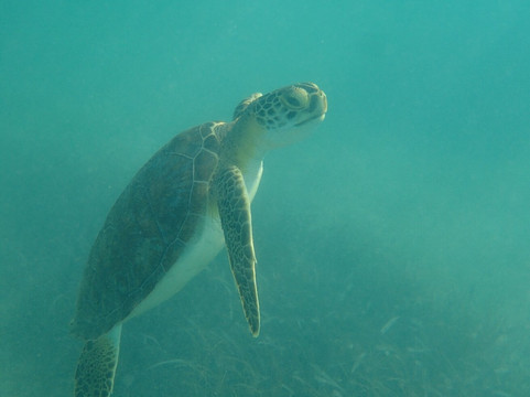 Akumal Mayan Vip Tours-艾库玛尔必去景点