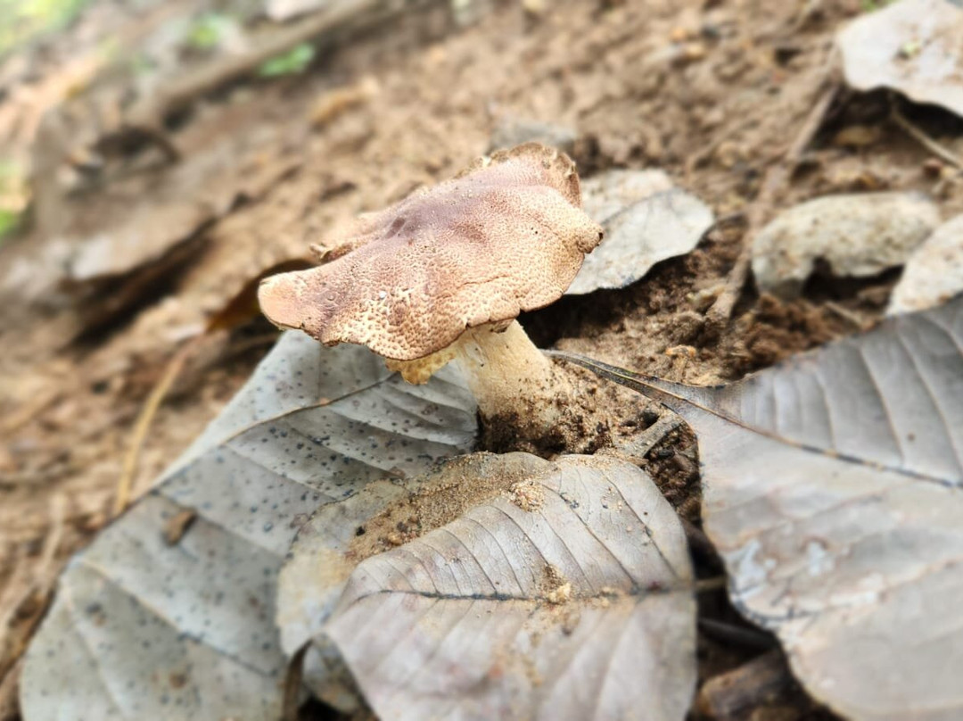 Bamboo Banks Farm Guest House主图