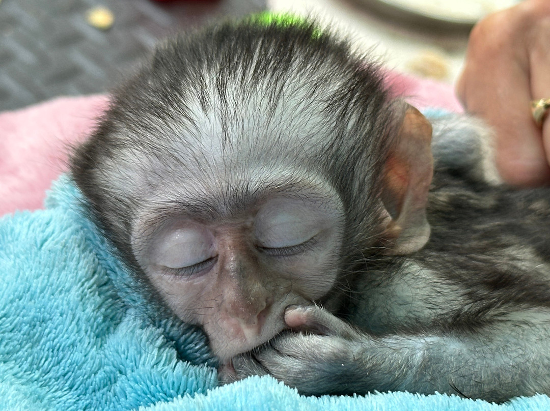 Bambelela Wildlife Care&Vervet Monkey Rehabilitation Farm-贝拉贝拉必去景点
