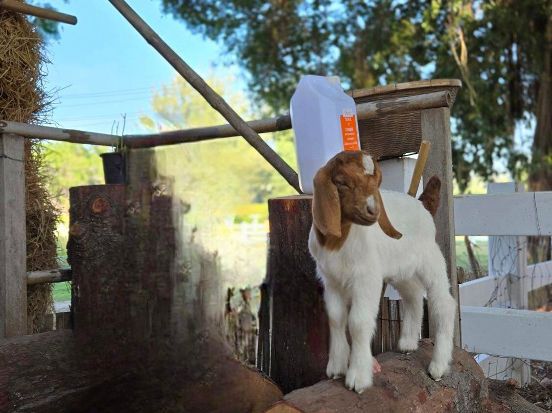 华欣杜斯特塔尼酒店主图