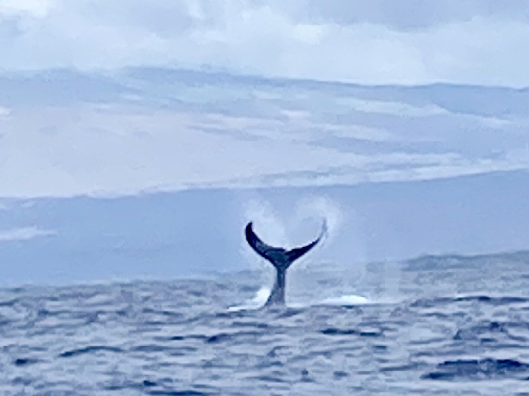 Captain Zodiac Whale Cruise-Cheticamp必去景点