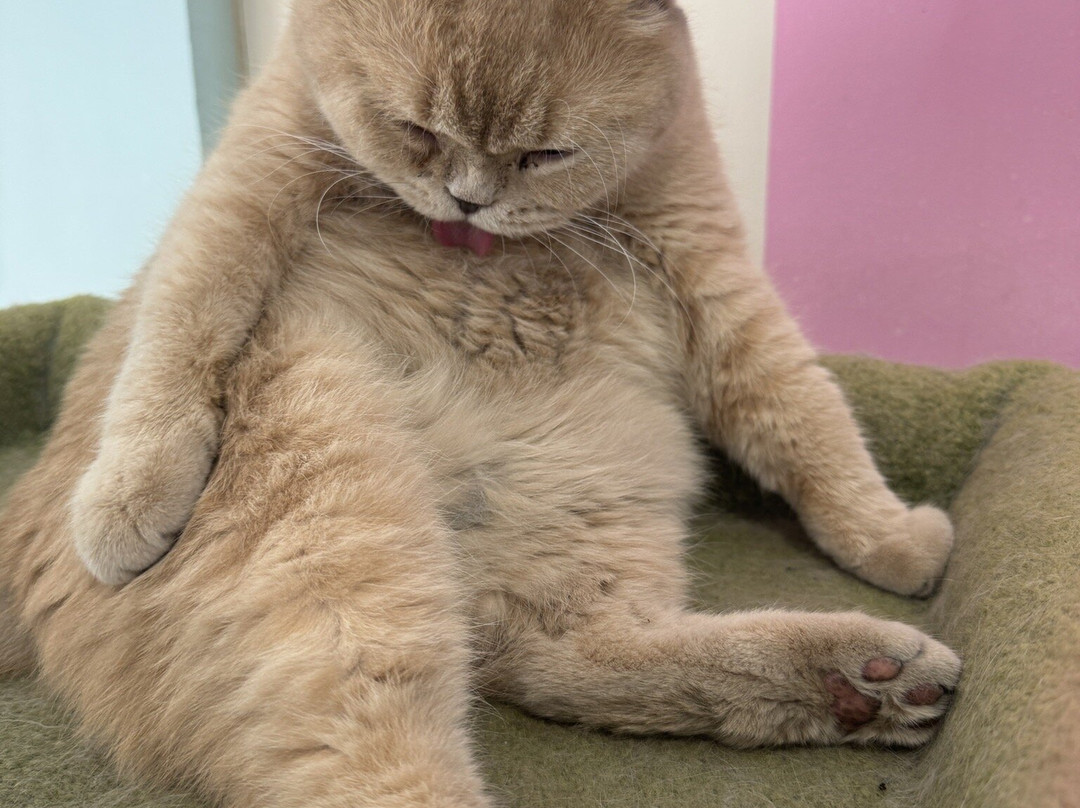 Fancy Meow Cat Cafe-罗托鲁瓦必去景点