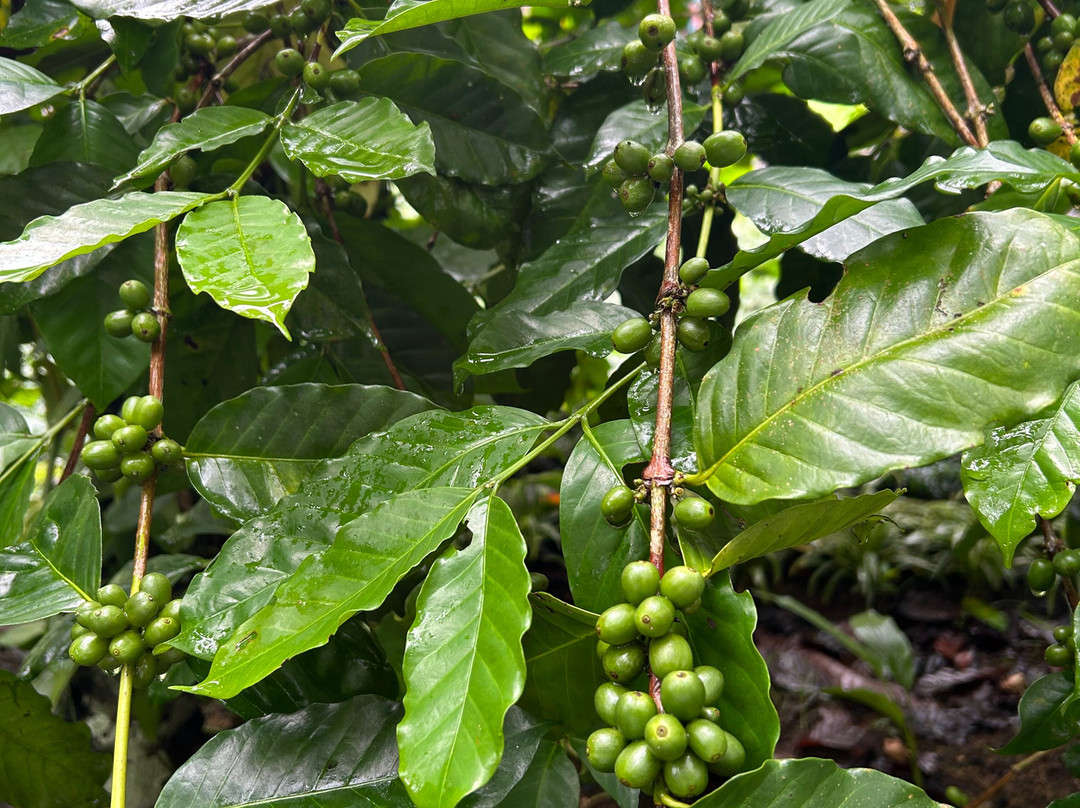 Munduk Coffee Tour景点图片