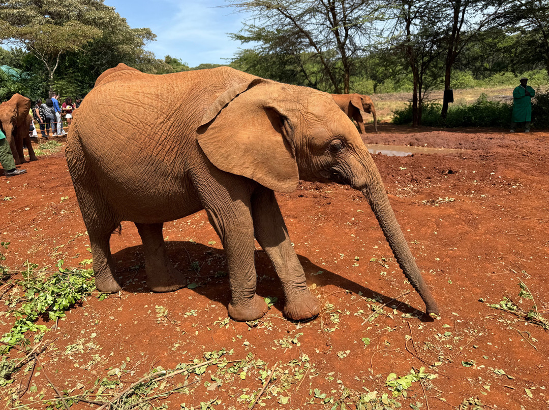 Game Africa Safaris景点图片
