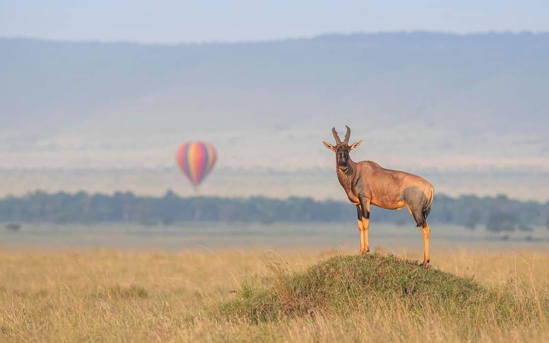 Mara Baloon Safari.-Talek必去景点