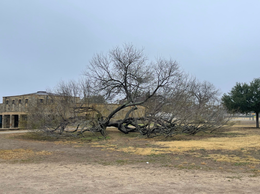 Gray Line Tours-奥斯丁必去景点