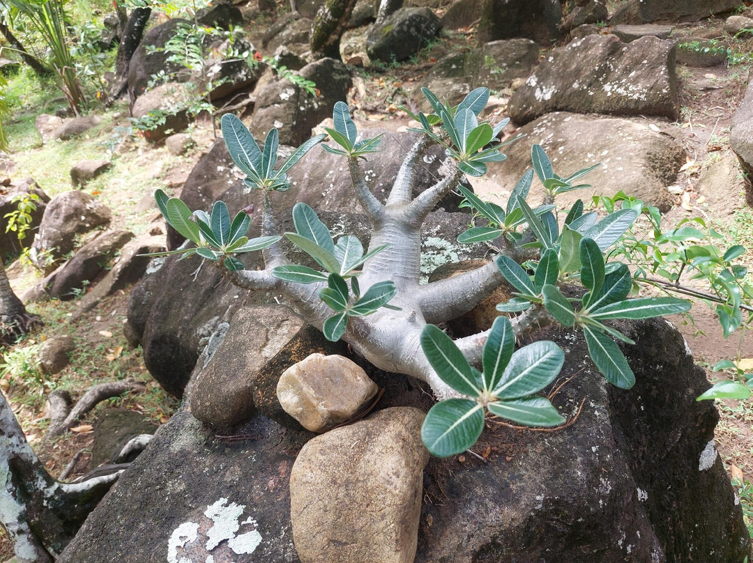 Domaine de la Cascade景点图片