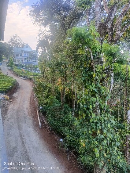 Eterno Camellia & Elettaria主图