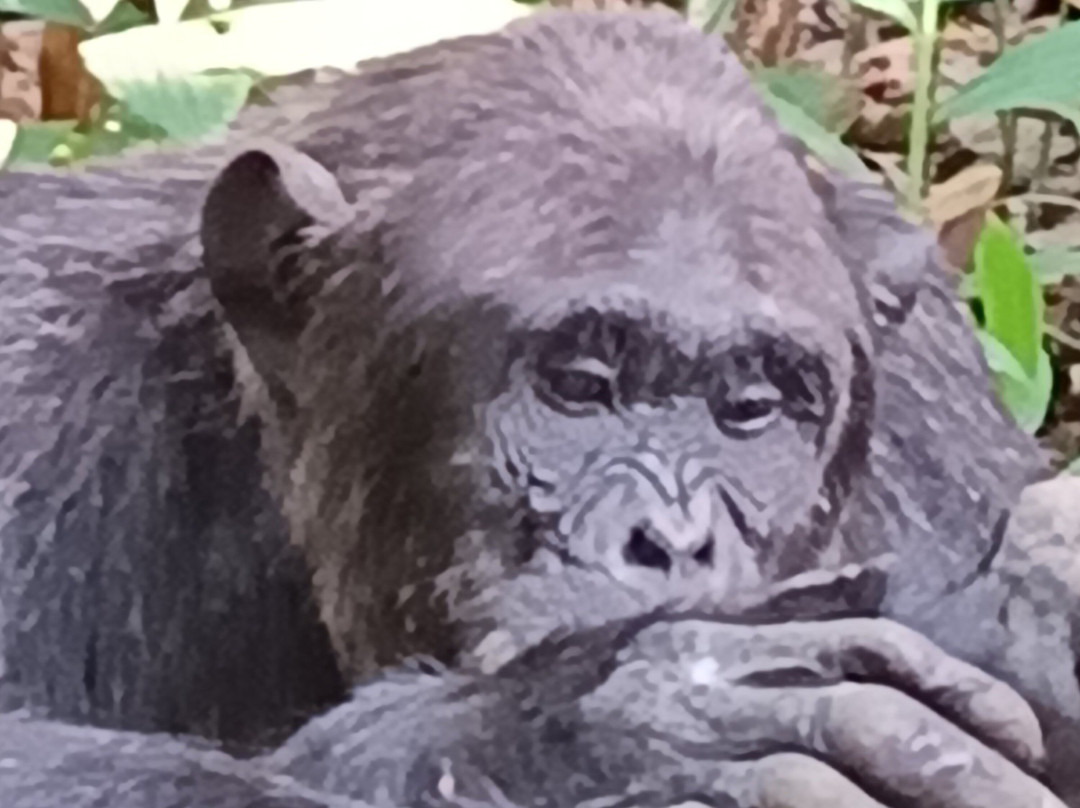 Uganda Family Tours & Travel景点图片