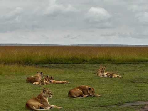 Crowned Eagle Safaris Limited-内罗毕必去景点