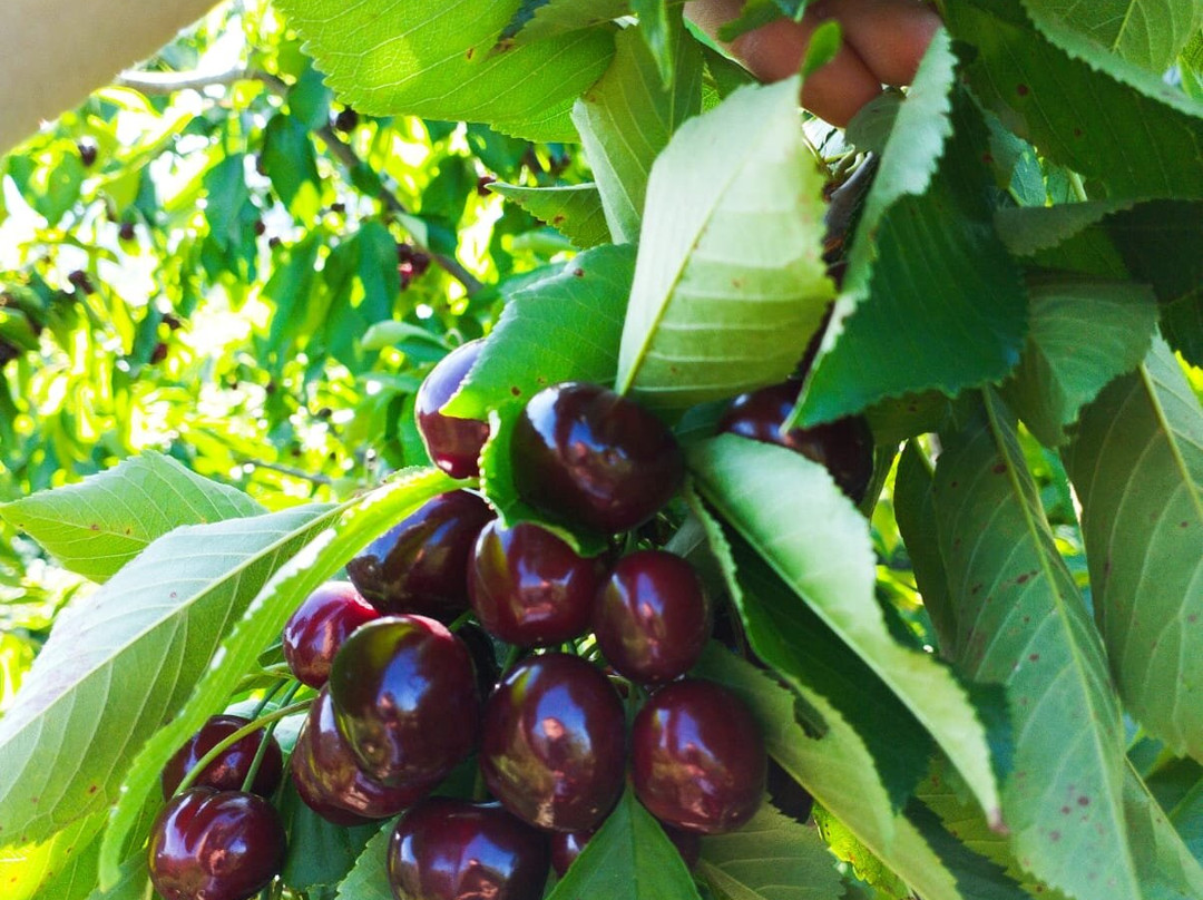Cerezas Morales景点图片