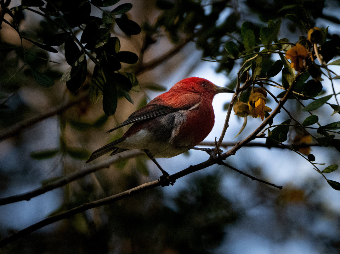 Hosmer's Grove-库拉必去景点