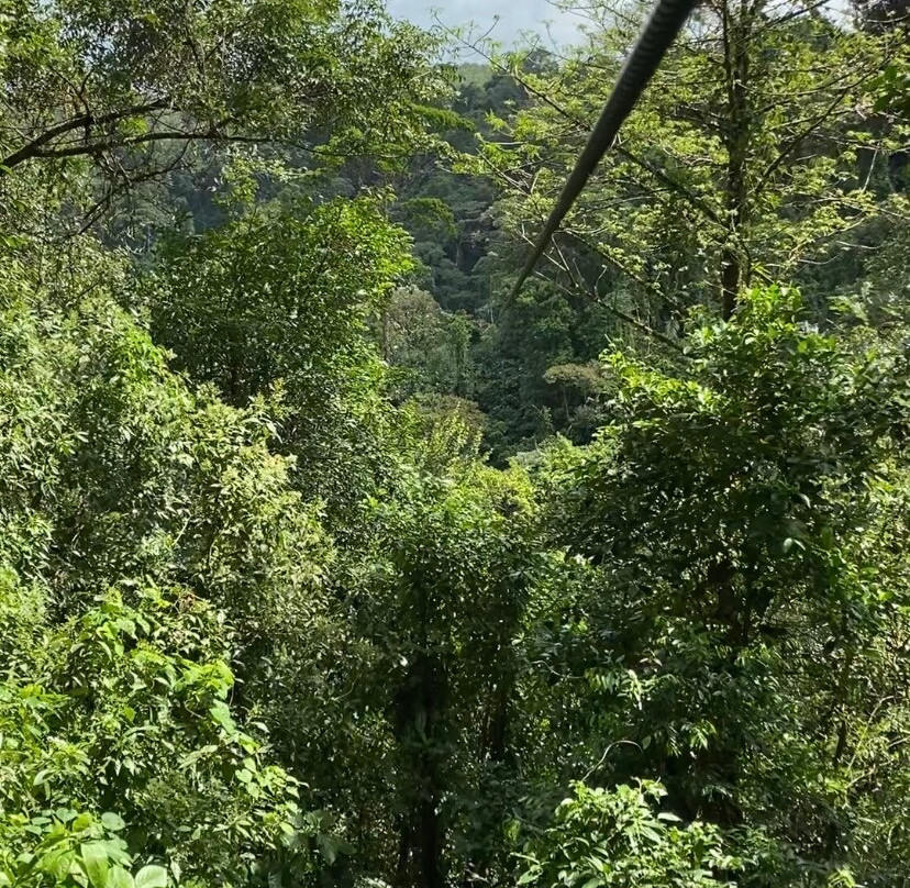Jacamar Naturalist Tours-福德圣卡洛斯必去景点