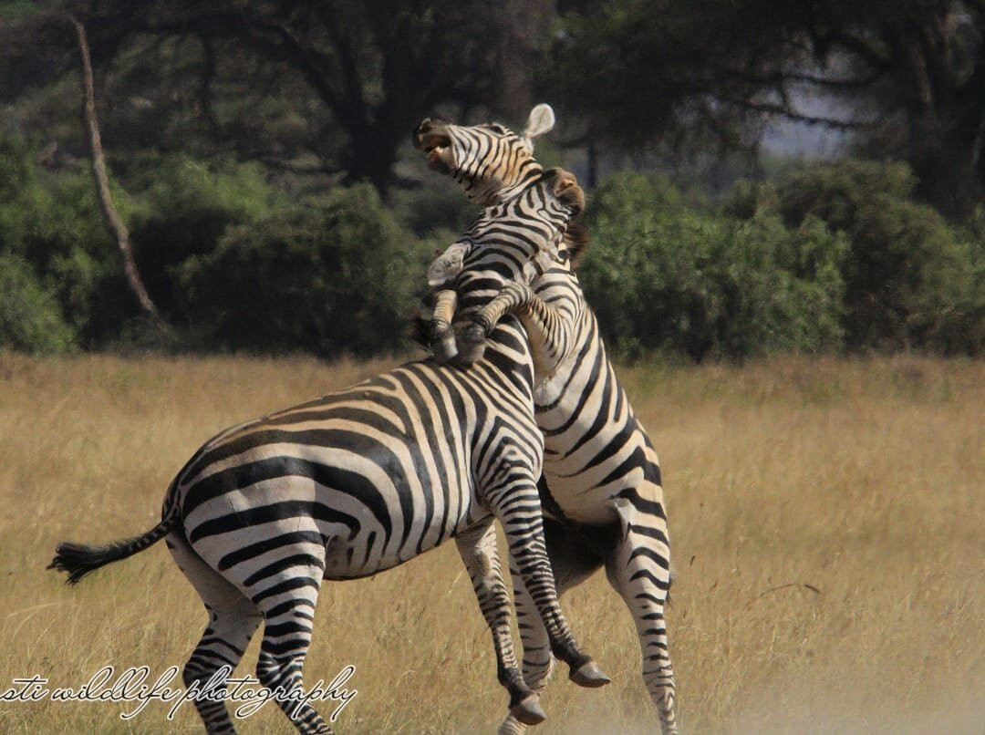 Elohim Tours & Travel-纳库鲁必去景点