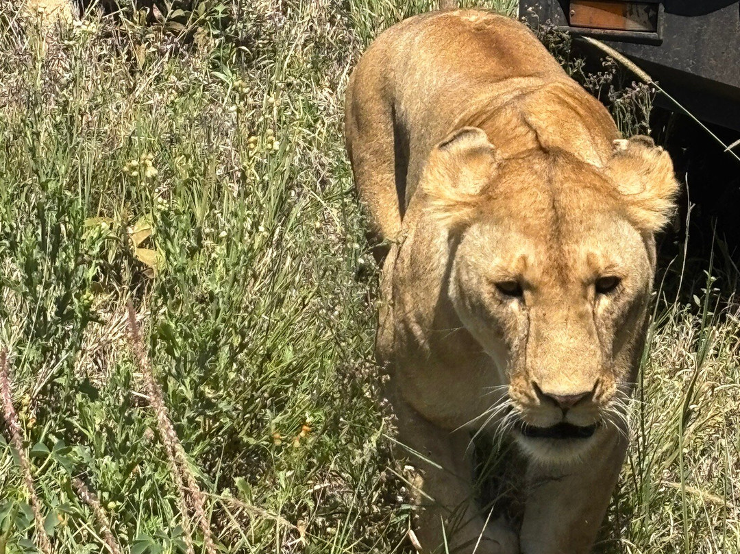 Zanbest Tours and Safaris-Sinoni必去景点