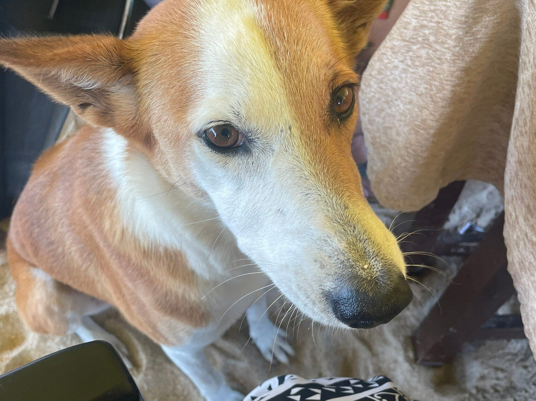 John's Highland Comfort主图