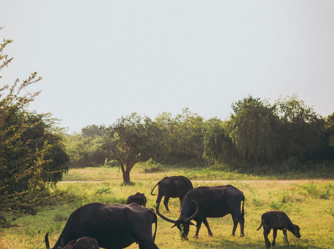 Lanka Tracker - Day Tours景点图片