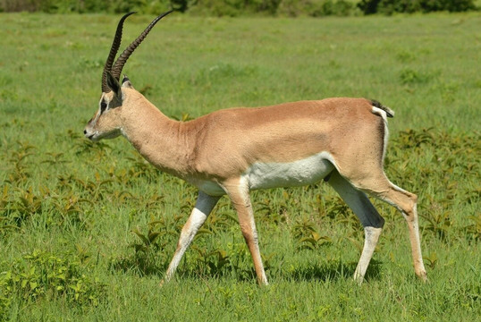 Discover Tanzania’s Wild Treasures