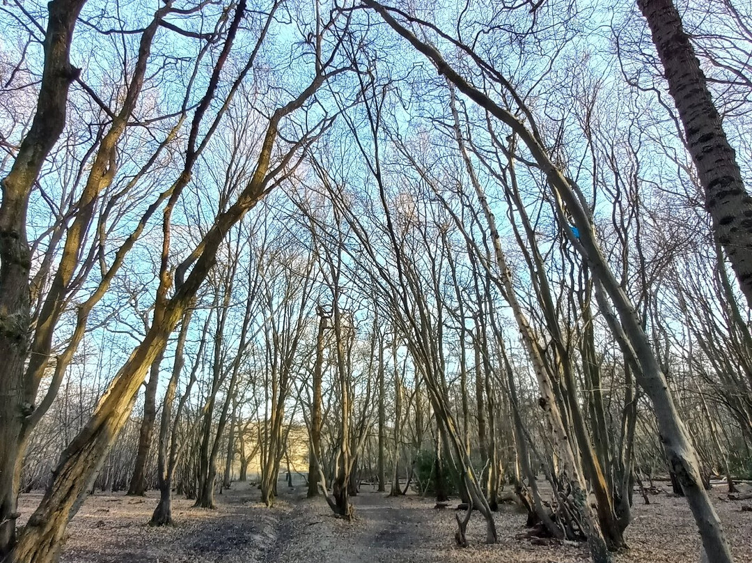 Ruislip Woods National Nature Reserve景点图片